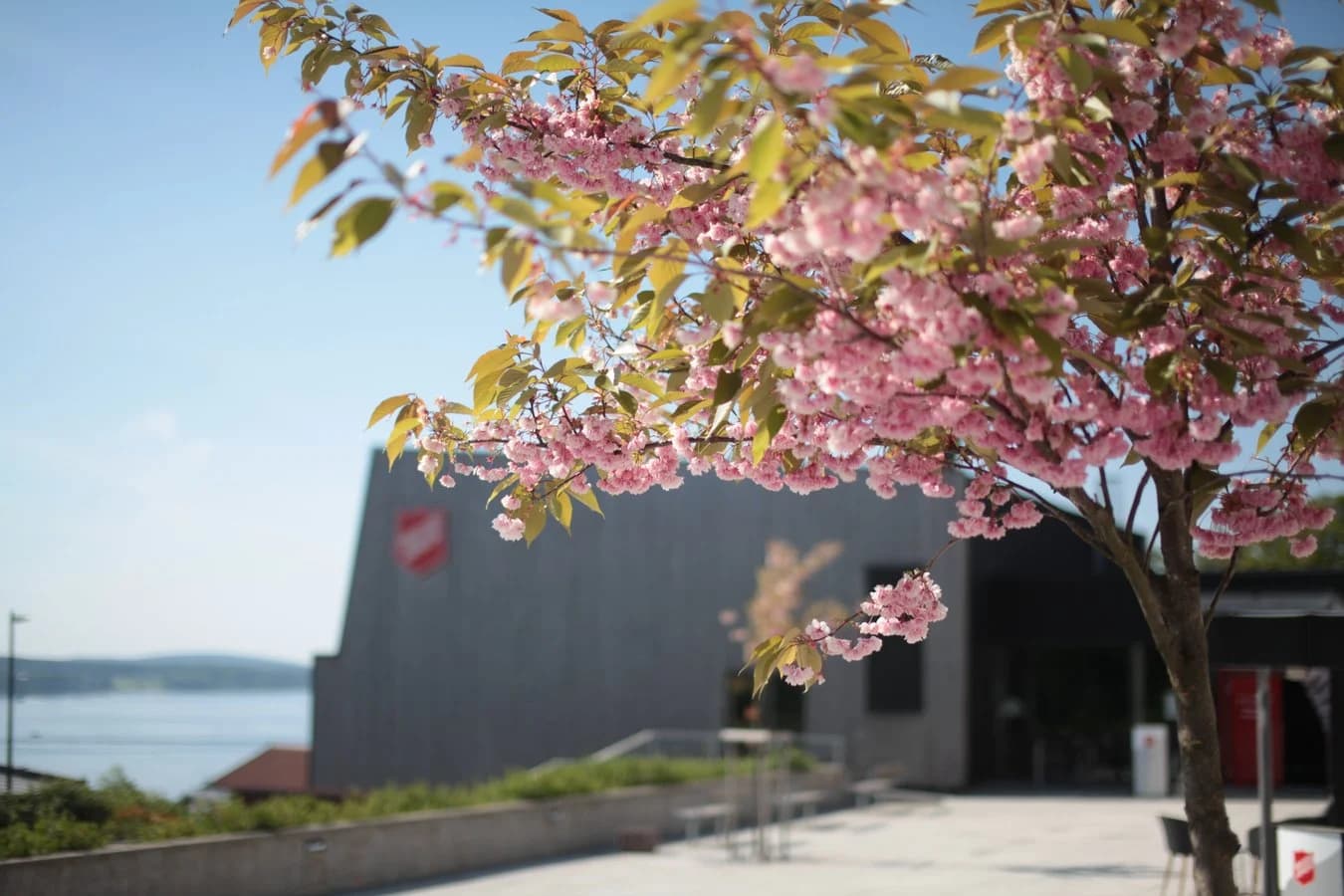 Blomstrende trær foran kurs- og konferansesenteret på Jeløy.